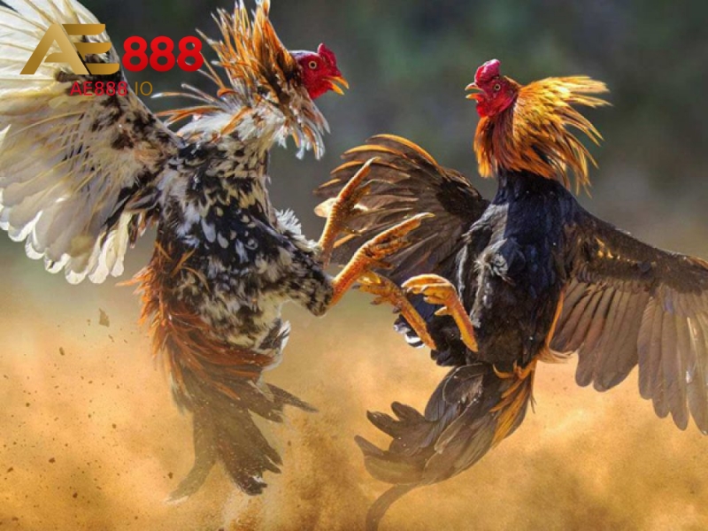Quy Trình Tổ Chức Trận Đấu